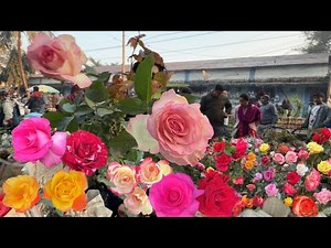 25+ Rose Varieties 🌹 Fragrant & Gorgeous Roses with Name & ID | Galiff Street| Best Flowers Forever