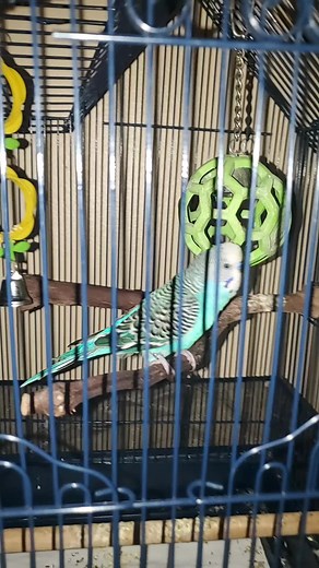 #viral #fyp #fypシ #budgie #67 | i was looking for a job and then i found