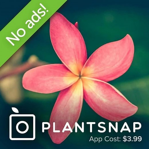 Our mobile app instantly identifies plants, flowers and trees. Just take a photo of the plant, and PlantSnap immediately tells you what it is, where it grows, and more! | PlantSnap
