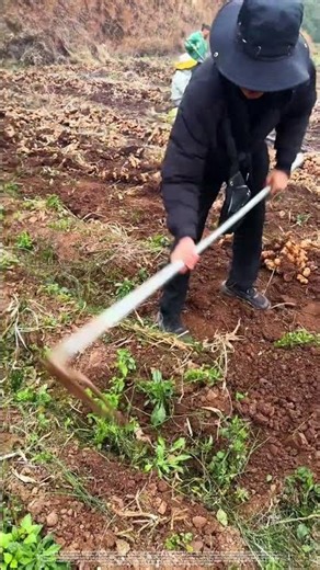 Masterful Ginger Digging – Clean & Unharmed Every Time