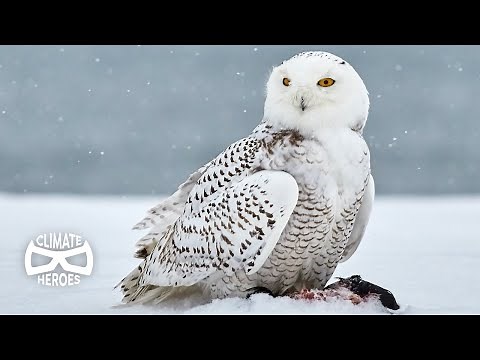 Why Snowy Owls Are Key to the Arctics Future I Climate Heroes
