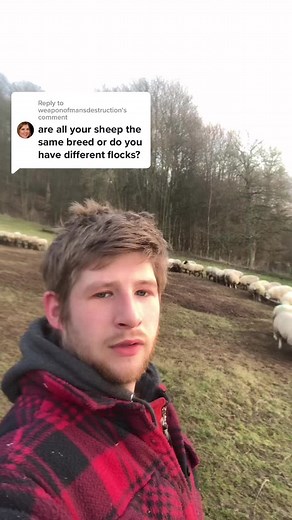 Understanding Sheep Breeds at the Farm