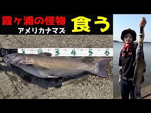 霞ヶ浦でアメリカナマズ釣って食べてみた【完全版】