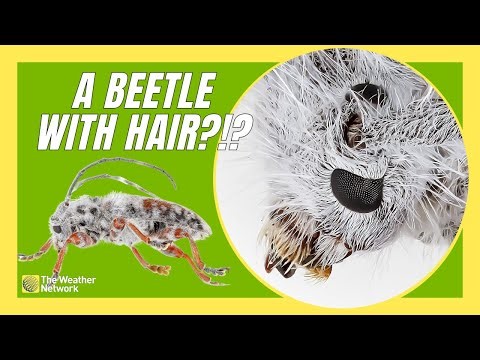 This Strange New Beetle Species Is Furry Like A Kitten