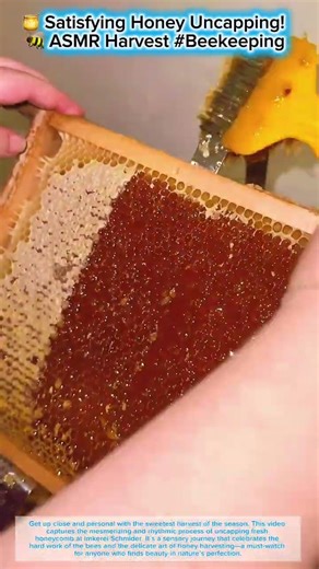 🍯 Satisfying Honey Uncapping! 🐝 ASMR Harvest #Beekeeping