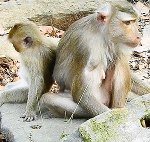 Day in Life Of Libby and Rainbow Without Baby LEO, Foods Forage and Grooming But Not Happy, Poor Libby. | Story History