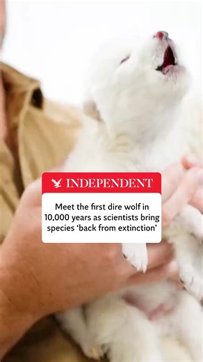 The dire wolf, an ancient species that went extinct more than 10,000 years ago, has been revived in a “de-extinction” according to scientists | The Independent