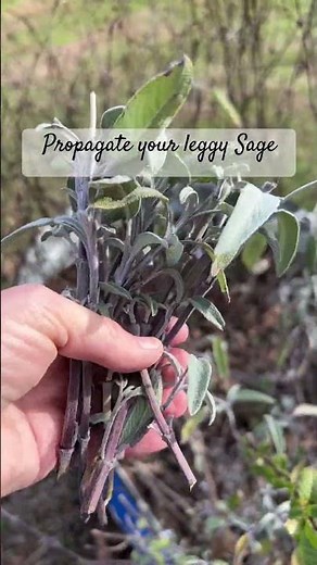 How to propagate Sage #propagation #propagate #propagating #sage #garden