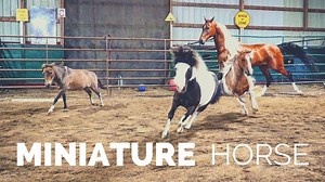 17K views · 416 reactions | Discover the Miniature Horse in this video about the breed! Special Thanks to: Kathy Riley-Kaprelian, Mary Mishefske, Whispering Willow Farm, Ariat Equestrian, & Trauma Void! | Discoverthehorse | Facebook