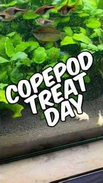 Giving My Fish Frozen Copepods On Treat Day! - All Aquariums Fed And Fish Happy!