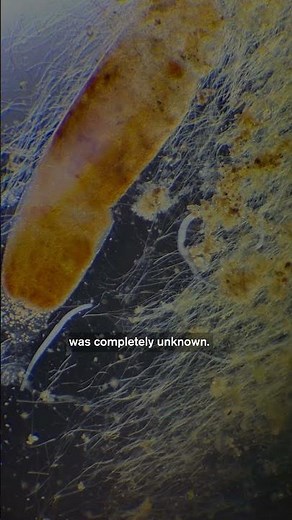 Inside a Drop of Pond Water