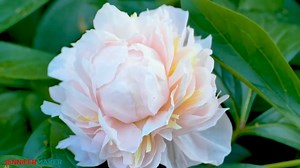 Every year I look forward to one special day. The day that my peony bushes bloom. It’s usually the first week of June! I love peonies so much I wanted to make a peony that looked nearly identical to the real thing. And I did it! Let me show you how to make a crepe paper peony that will fool everyone into thinking its real! Please watch the video, or for the written tutorial and free cut file, head here: https://jennifermaker.com/make-crepe-paper-peony-flowers/ . . . . Did you know that we are gi