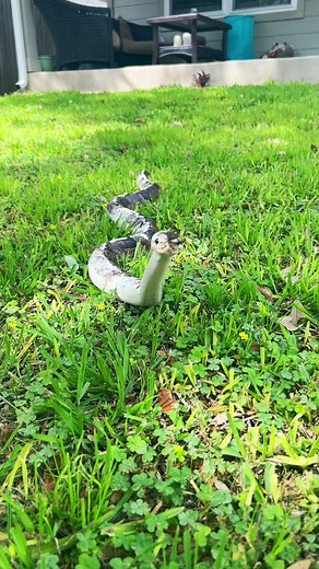 taylor nicole dean on TikTok