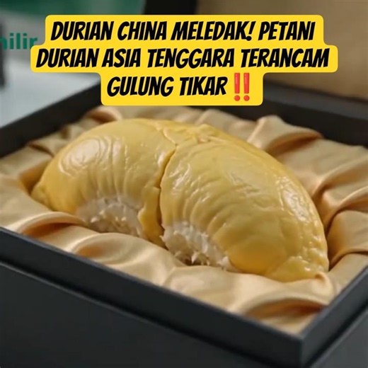 🔴 Durian China Meledak! Petani Durian Asia Tenggara Terancam Gulung Tikar‼️