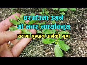 घरगाँउमा उम्रने यो झार नफ्याँक्नुस् ! यसमा हुन्छन् अनेकौं गुण | Nepali Health Tips