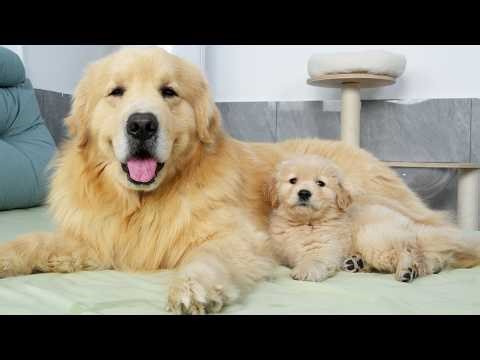 Two Month Old Golden Retriever Puppy Already as Well Behaved as His Dad