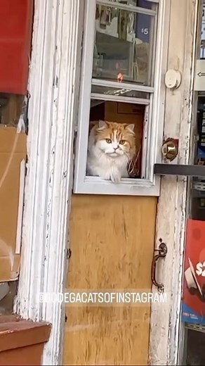 Bodega Cats on Reels