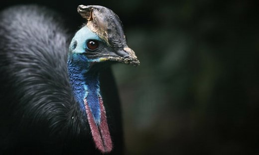 A cassowary, one of the world's most dangerous birds, in attack mode – video