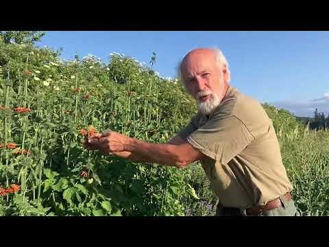 Wild Dagga (Leonotis leonurus) - How to grow