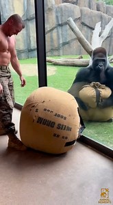 A brutal test of strength. A 660-pound sandbag. One gorilla. One soldier. Power vs discipline. #GorillaVsSoldier #StrengthChallenge #RawPower #HumanStrength #BeastMode | Animal Moments