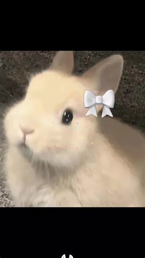 bunny bunny bunny