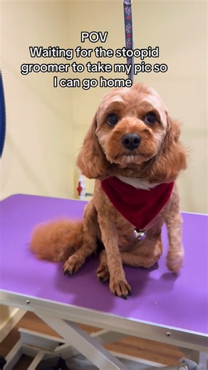 Polished Pooches Dog Grooming Montrose on Instagram: "Oh Waffle, you are do stinking cute! #cavapoo #cavoodle #toypoodle #cutedogs #doggroomer"