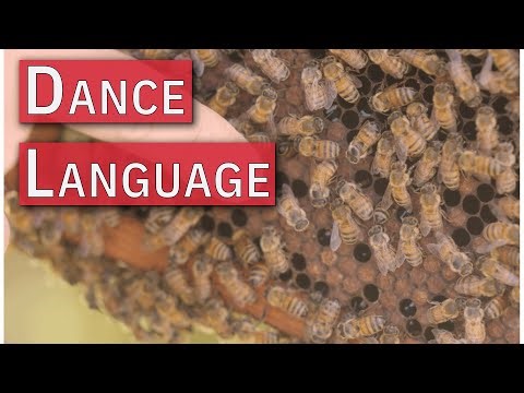 Dance Language | Beekeeping Academy | Ep. 66