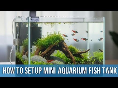 Mini Aquarium Setup | Mini Fish Tank