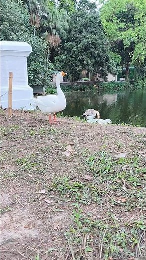 Zen Nature: Beautiful Park Walk with Wild Geese & Ducks 🦢🌿 | #Shorts