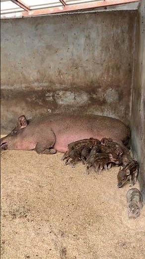 Farm Breed Wild Boar 👀