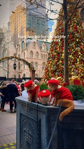 Yesterday I was filming the Christmas tree at Lotte Palace @newyorkpalace and suddenly found these little cuties hiding under the tree @spongecake_thescottishfold . The sweetest holiday surprise ever ✨ __________ christmas in nyc, lotte palace, nyc holidays, festive season, holiday vibes #christmasinnewyork #lottepalace #nycholidayseason #nycvibes #holidaymagic | Marina.newyorkcity