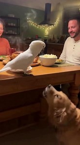 “Cockatoo Bribes a Dog to Stop Barking!” #Cockatoo #ParrotComedy #FunnyBird #BirdTok #TalkingParrot #PetHumor #AnimalComedy #DogAndParrot #DinnerTimeDrama #SoraAI #AIShorts #ComedyPets #BirdLife #FeatheredFunny | All About Pet World