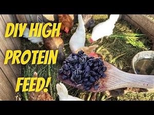 The Ultimate Homemade Chicken Feed