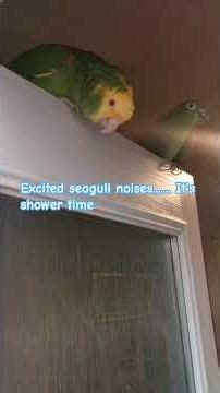 excited birdies it's shower time 🥰