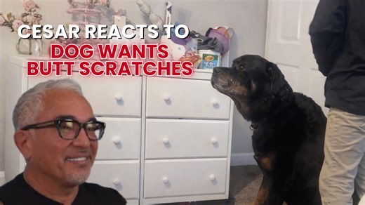 When a dog turns his back and leans in, he’s not submitting. He’s trusting. 🐾💡In this video of Cesar Reacts, I'll explain how this simple gesture shows confidence and connection. By honoring it calmly, the human and dog share a quiet moment of balance and respect. 👉 Watch more videos like this on my YouTube channel! Cuando un perro se hecha y ladea su espalda, no se está sometiendo. Está confiando. 🐾💡 En este video de Cesar Reacts explico cómo este gesto tan simple muestra seguridad y conex