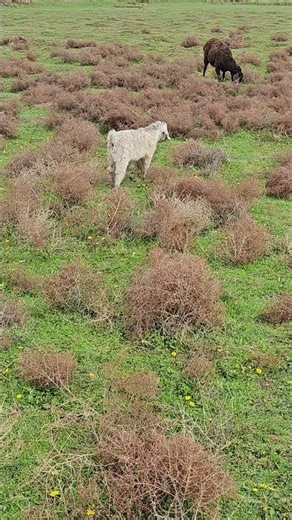 Baby Goat Crying for Mom 🐐🥺