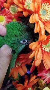 "Blue Crowned Conures are definitely one of the cuddliest and cutest breeds in the whole family, and they are also one of the best pet parrots you can get. ... These cute conures are a popular pet thanks to their cuddly, fun, and affectionate nature. https://www.petguide.com › bird › b... Blue Crowned Conure - " | Columbine Aviary