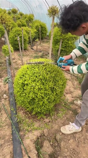 Mastering Precision Hedge Trimming Technology