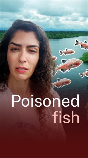 Contaminated waters: how mercury is harming Amazon communities
