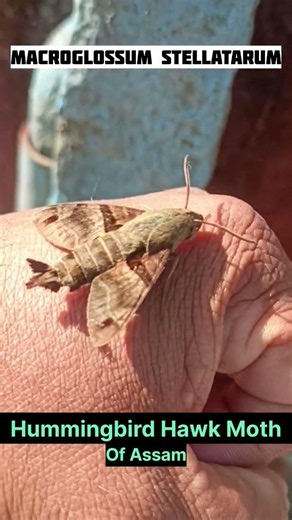 Hummingbird Hawk Moth #moths #Like Rafael Jet#shortvideo
