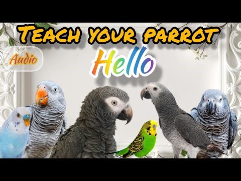 TEACH YOUR PARROT to Talk phrase Hello! voice with NO BACKGROUND noise