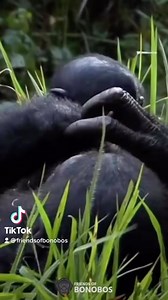 2.8K views · 71 reactions | The evolutionary effects of mother’s...