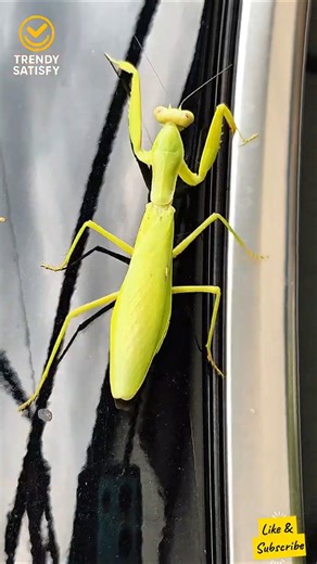How to Dance Like a Legend 🕺 | Praying Mantis Moves in Style, #mantis #dancevideo