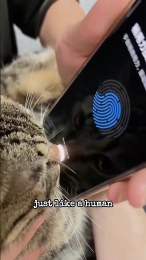 5 Surprising Cat Facts 🐱 | Amazing Things You Didn’t Know About Cats🐈 #cute #cat #pets