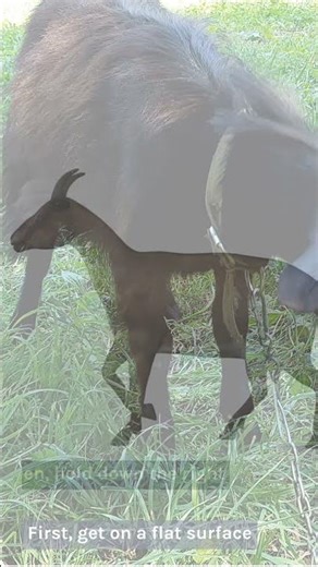 How to do a backflip on Goat Simulator 3 on a pc