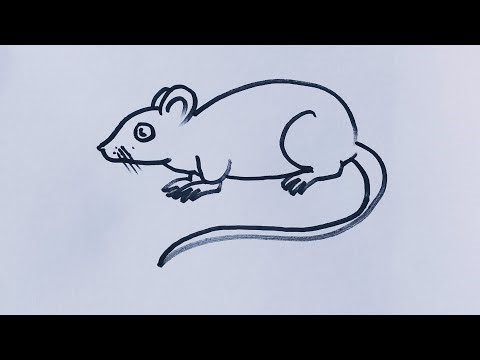 How to draw a rat/Rat drawing easy step by step/Animal drawing ‪@SimpleLineDrawing‬