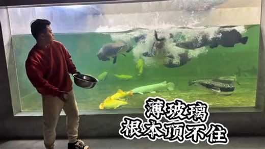 monster Fish keeping on Instagram: "Feeding Arapaimas"