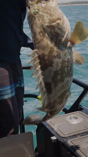 Goldspotted Cod on the Great Barrier Reef. #fishing #adventure #fish #boating
