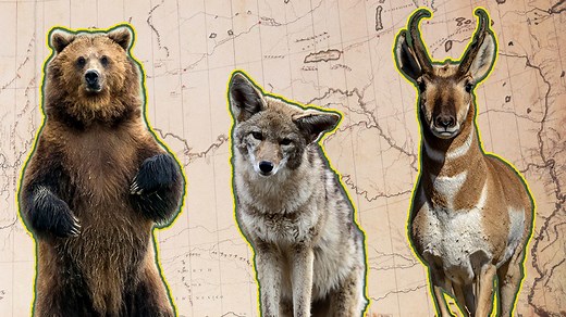 14 Animals Lewis and Clark ‘Discovered’
