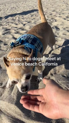 Saying hi to dogs today #chihuahua